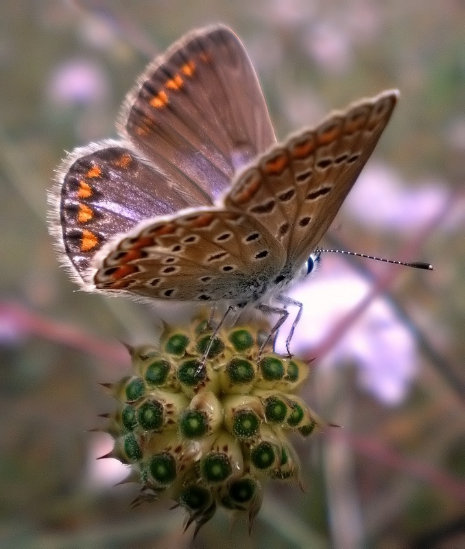 femmine di Polyommatus sp.